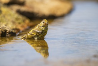 European serin (Serinus serinus) female bathing in a water pool, Pinos, Solsona, Catalonia, Spain