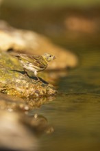 European serin (Serinus serinus) female at a water pool, Pinos, Solsona, Catalonia, Spain