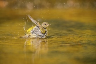 European serin (Serinus serinus) female bathing in a water pool, Pinos, Solsona, Catalonia, Spain