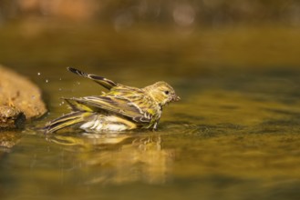 European serin (Serinus serinus) female bathing in a water pool, Pinos, Solsona, Catalonia, Spain