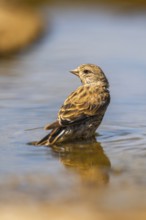 European serin (Serinus serinus) female bathing in a water pool, Pinos, Solsona, Catalonia, Spain