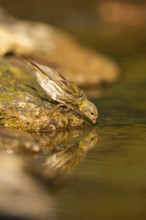 European serin (Serinus serinus) female at a water pool, Pinos, Solsona, Catalonia, Spain