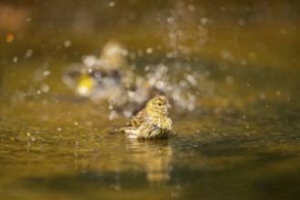 European serin (Serinus serinus) female bathing in a water pool, Pinos, Solsona, Catalonia, Spain