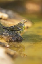 European serin (Serinus serinus) female at a water pool, Pinos, Solsona, Catalonia, Spain
