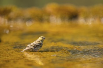 European serin (Serinus serinus) female bathing in a water pool, Pinos, Solsona, Catalonia, Spain
