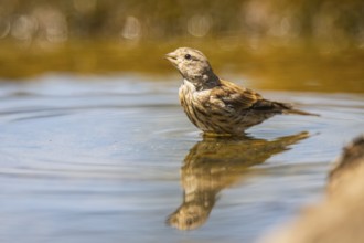 European serin (Serinus serinus) female bathing in a water pool, Pinos, Solsona, Catalonia, Spain