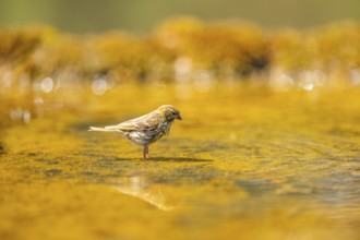 European serin (Serinus serinus) female bathing in a water pool, Pinos, Solsona, Catalonia, Spain