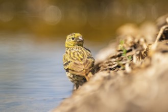 European serin (Serinus serinus) female at a water pool, Pinos, Solsona, Catalonia, Spain