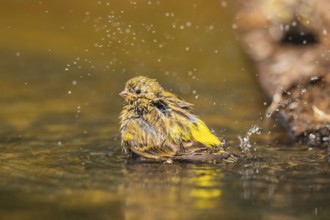 European serin (Serinus serinus) female bathing in a water pool, Pinos, Solsona, Catalonia, Spain