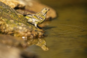European serin (Serinus serinus) female at a water pool, Pinos, Solsona, Catalonia, Spain