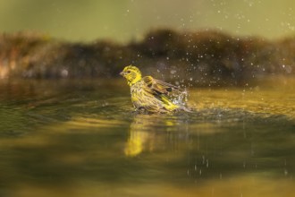 European serin (Serinus serinus) female bathing in a water pool, Pinos, Solsona, Catalonia, Spain