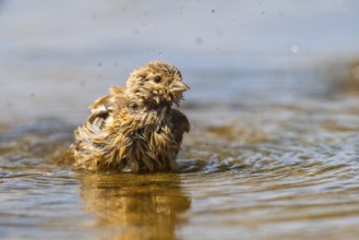 European serin (Serinus serinus) female bathing in a water pool, Pinos, Solsona, Catalonia, Spain
