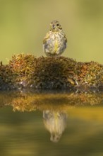 European serin (Serinus serinus) female at a water pool, Pinos, Solsona, Catalonia, Spain