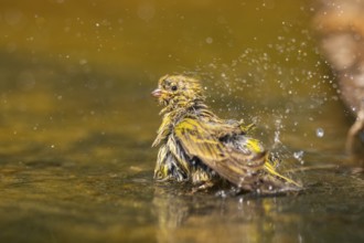 European serin (Serinus serinus) female bathing in a water pool, Pinos, Solsona, Catalonia, Spain