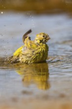European serin (Serinus serinus) female bathing in a water pool, Pinos, Solsona, Catalonia, Spain
