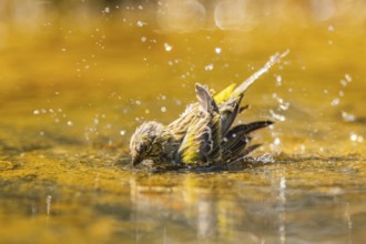 European serin (Serinus serinus) female bathing in a water pool, Pinos, Solsona, Catalonia, Spain