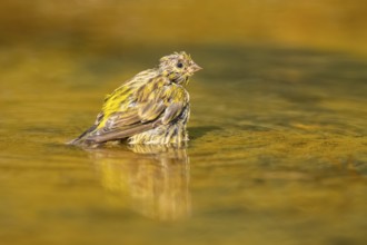 European serin (Serinus serinus) female bathing in a water pool, Pinos, Solsona, Catalonia, Spain