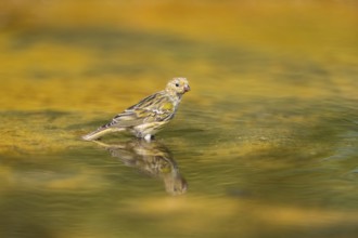 European serin (Serinus serinus) female bathing in a water pool, Pinos, Solsona, Catalonia, Spain