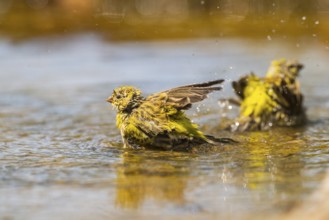 European serin (Serinus serinus) female bathing in a water pool, Pinos, Solsona, Catalonia, Spain