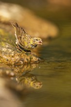 European serin (Serinus serinus) female at a water pool, Pinos, Solsona, Catalonia, Spain