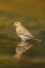 European serin (Serinus serinus) female bathing in a water pool, Pinos, Solsona, Catalonia, Spain