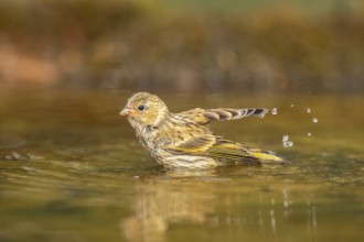European serin (Serinus serinus) female bathing in a water pool, Pinos, Solsona, Catalonia, Spain