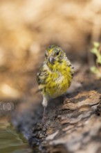 European serin (Serinus serinus) male at a water pool, Pinos, Solsona, Catalonia, Spain