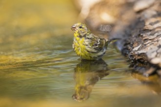 European serin (Serinus serinus) female bathing in a water pool, Pinos, Solsona, Catalonia, Spain