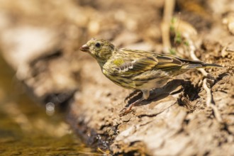 European serin (Serinus serinus) female at a water pool, Pinos, Solsona, Catalonia, Spain