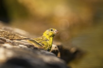 European serin (Serinus serinus) male at a water pool, Pinos, Solsona, Catalonia, Spain