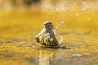 European serin (Serinus serinus) female bathing in a water pool, Pinos, Solsona, Catalonia, Spain