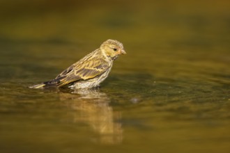 European serin (Serinus serinus) female bathing in a water pool, Pinos, Solsona, Catalonia, Spain