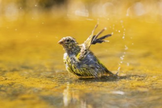 European serin (Serinus serinus) female bathing in a water pool, Pinos, Solsona, Catalonia, Spain
