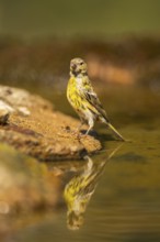 European serin (Serinus serinus) male at a water pool, Pinos, Solsona, Catalonia, Spain