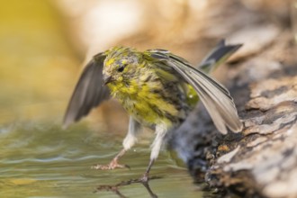 European serin (Serinus serinus) male flying at a water pool, Pinos, Solsona, Catalonia, Spain