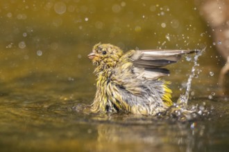 European serin (Serinus serinus) female bathing in a water pool, Pinos, Solsona, Catalonia, Spain