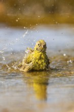 European serin (Serinus serinus) female bathing in a water pool, Pinos, Solsona, Catalonia, Spain
