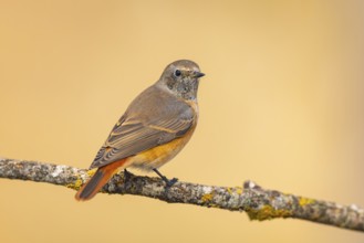 Common redstart (Phoenicurus phoenicurus) male sitting on a tree branch in a forest, Pinos,