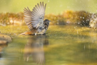 Common redstart (Phoenicurus phoenicurus) female bathing at a water pool, Pinos, Solsona,