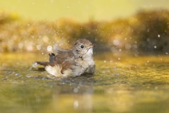 Common redstart (Phoenicurus phoenicurus) female bathing at a water pool, Pinos, Solsona,