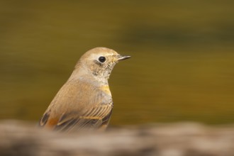 Common redstart (Phoenicurus phoenicurus) male at a water pool, Pinos, Solsona, Catalonia, Spain
