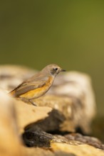 Common redstart (Phoenicurus phoenicurus) male sitting on a rock, Pinos, Solsona, Catalonia, Spain