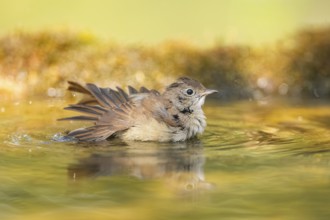 Common redstart (Phoenicurus phoenicurus) female bathing at a water pool, Pinos, Solsona,