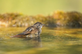 Common redstart (Phoenicurus phoenicurus) female bathing at a water pool, Pinos, Solsona,