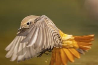 Common redstart (Phoenicurus phoenicurus) male in flight, Pinos, Solsona, Catalonia, Spain