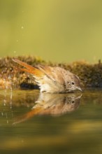 Common redstart (Phoenicurus phoenicurus) female bathing at a water pool, Pinos, Solsona,