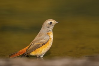 Common redstart (Phoenicurus phoenicurus) male bathing at a water pool, Pinos, Solsona, Catalonia,