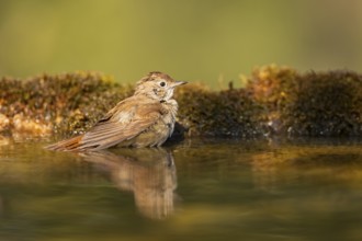 Common redstart (Phoenicurus phoenicurus) female bathing at a water pool, Pinos, Solsona,