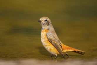 Common redstart (Phoenicurus phoenicurus) male bathing at a water pool, Pinos, Solsona, Catalonia,