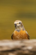 Common redstart (Phoenicurus phoenicurus) male at a water pool, Pinos, Solsona, Catalonia, Spain